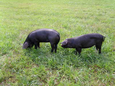 Pigs_on_pasture