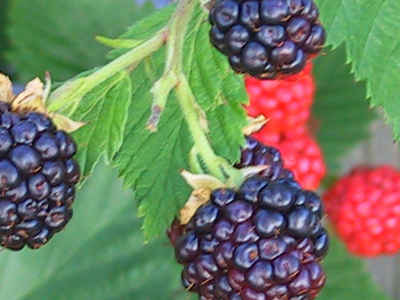 Blackberries_2_