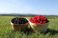 Basket_of_berries